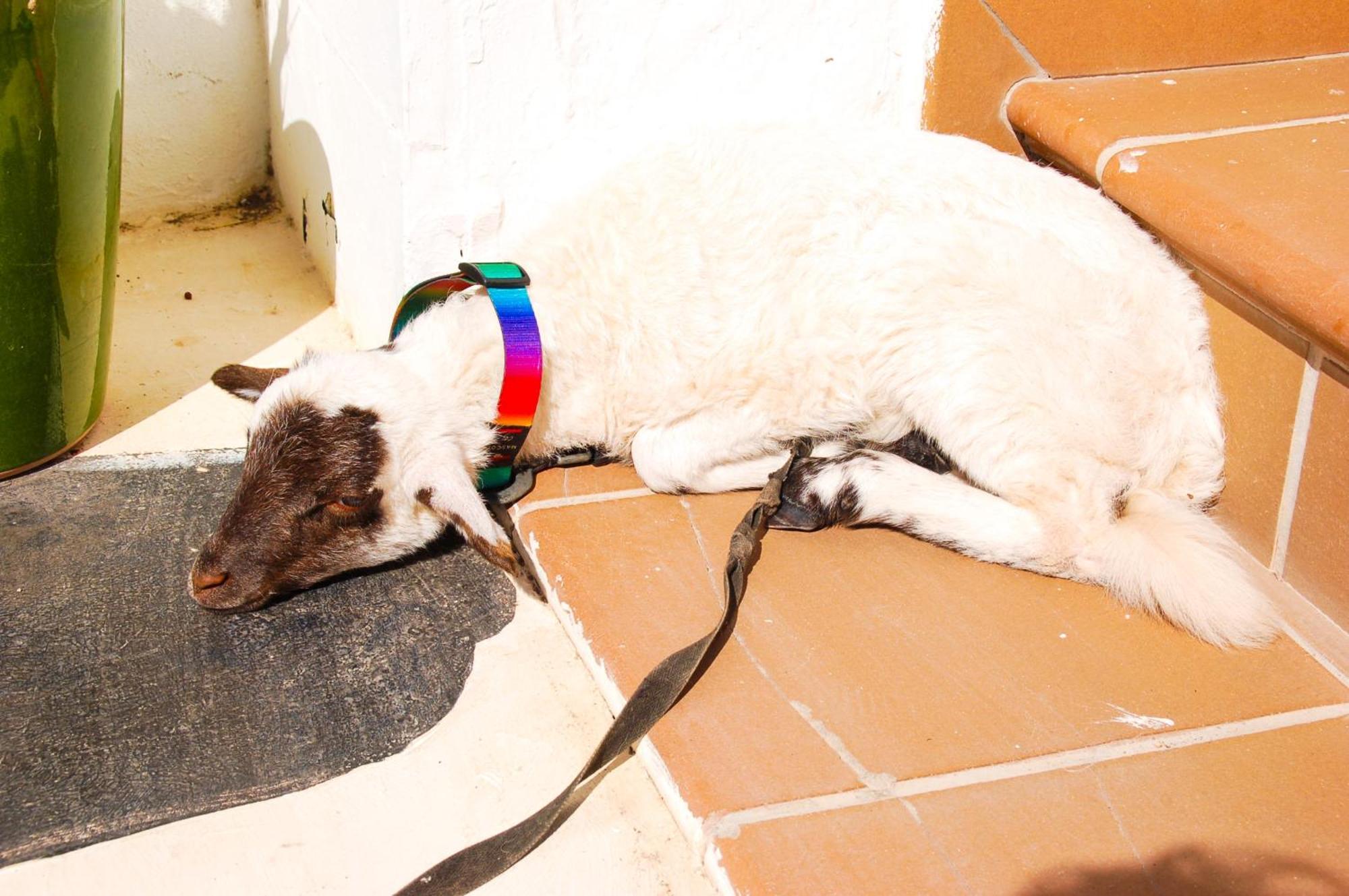 Montana Blanca Casa Rural Ga7Colores Only Adult المظهر الخارجي الصورة